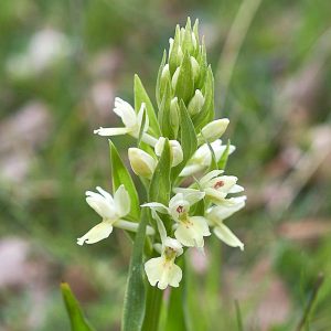 Insel-Fingerwurz (Dactylorhiza insularis, (c) Stefan Munzinger