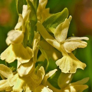 Schwefelgelbe Fingerwurz (Dactylorhiza romana subsp. markusii), (c) Stefan Munzinger, (c) Stefan Munzinger/NABU-naturgucker.de