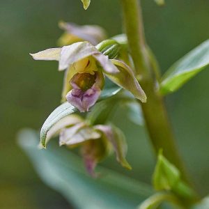 Portugiesische Stendelwurz (Epipactis lusitanica), (c) Stefan Munzinger, (c) Stefan Munzinger/NABU-naturgucker.de