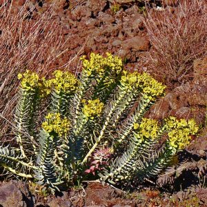 Zweidrüsen-Wolfsmilch (Euphorbia rigida), (c) Stefan Munzinger, (c) Stefan Munzinger/NABU-naturgucker.de