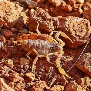 Gelbschwänziger Skorpion (Euscorpius flavicaudis), (c) Stefan Munzinger, (c) Stefan Munzinger/NABU-naturgucker.de