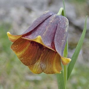 Pyrenäen-Schachblume (Fritillaria pyrenaica), (c) Dieter Schneider