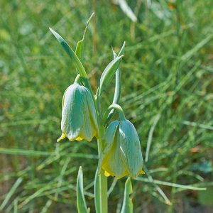 Bithynische Schachblume (Fritillaria bithynica), (c) Stefan Munzinger/NABU-naturgucker.de