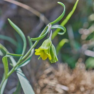 Rhodos-Schachbrettblume (Fritillaria rhodia), (c) Stefan Munzinger/NABU-naturgucker.de