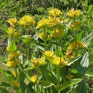 Tüpfel-Enzian (Gentiana punctata), (c) Dieter Schneider