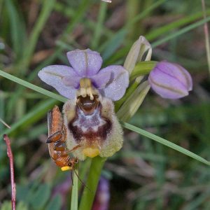 Wespen-Ragwurz var. neglecta (Ophrys tenthredinifera var. neglecta) und Eichen-Blütenbock (Grammoptera ustulata) mit Pollinien, (c) Werner Gertsch