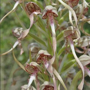 Bocks-Riemenzunge (Himantoglossum hircinum), (c) Dieter Schneider