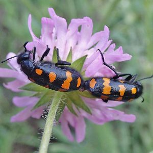 Hycleus polymorphus, (c) Dieter Schneider