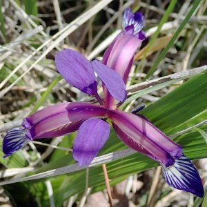 Grasblättrige Schwertlilie (Iris graminea), (c) Dieter Schneider