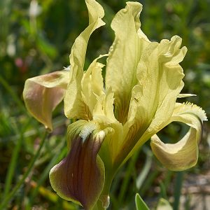 Sizilische Zwergiris (Iris pseudopumila), (c) Stefan Munzinger/NABU-naturgucker.de