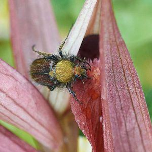 Pflugschar-Zungenstendel (Serapias vomeracea) mit Besucher (Pygopleurus sp.), (c) Stefan Munzinger/NABU-naturgucker.de