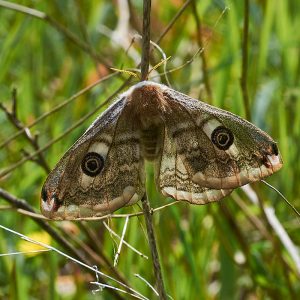 Kleines Nachtpfauenauge (Saturnia pavonia), (c) Stefan Munzinger/NABU-naturgucker.de