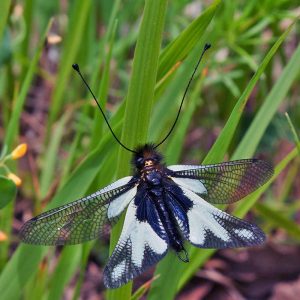 Libellen-Schmetterlingshaft (Libelloides coccajus), (c) Werner Gertsch