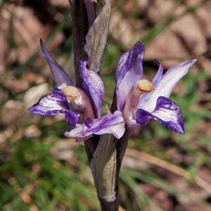 Violetter Dingel (Limodorum abortivum), (c) Werner Gertsch