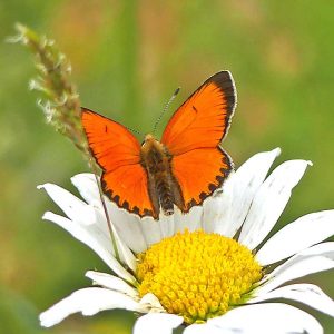 Lycaena hippothoe subsp. eurydame, (c) Dieter Schneider