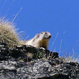 Alpenmurmeltier (Marmota marmota), (c) Dieter Schneider