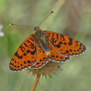 Roter Scheckenfalter (Melitaea didyma), (c) Dieter Schneider