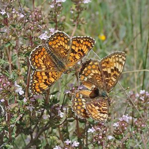 Flockenblumen-Scheckenfalter (Melitaea phoebe), (c) Dieter Schneider