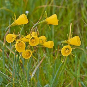 Reifrock-Narzisse (Narcissus bulbocodium), (c) Stefan Munzinger, (c) Stefan Munzinger/NABU-naturgucker.de