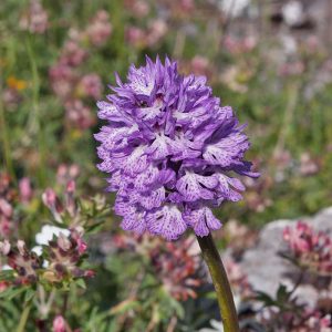 Dreizähniges Knabenkraut (Neotinea tridentata), (c) Werner Gertsch