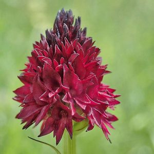 Schwarzes Kohlröschen (Nigritella nigra), (c) Dieter Schneider