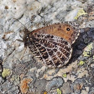 Gletscherfalter (Oeneis glacialis), (c) Dieter Schneider