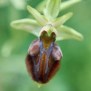 Heras Ragwurz (Ophrys herae), (c) Stefan Munzinger/NABU-naturgucker.de