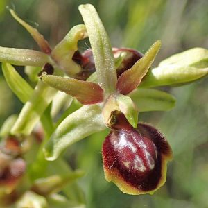 Ophrys sphegodes subsp. riojana, (c) Dieter Schneider