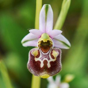 Hummel-Ragwurz var. annae (Ophrys fuciflora var. annae), (c) Stefan Munzinger