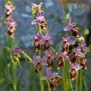 Bischofs-Ragwurz subsp. apulica (Ophrys episcopalis subsp. apulica), (c) Stefan Munzinger/NABU-naturgucker.de