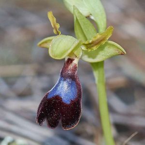 Atlas-Ragwurz (Ophrys atlantica), (c) Stefan Munzinger