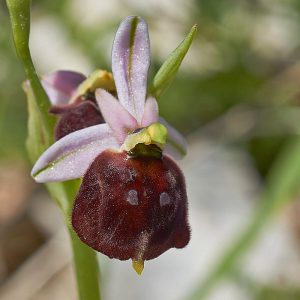 Brillen-Ragwurz (Ophrys argolica subsp. biscutella), (c) Stefan Munzinger/NABU-naturgucker.de