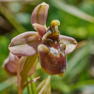 Ophrys bombyliflora x tenthredinifera, (c) Stefan Munzinger