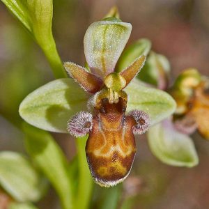 Ophrys bombyliflora x scolopax subsp. picta, (c) Stefan Munzinger, (c) Stefan Munzinger/NABU-naturgucker.de