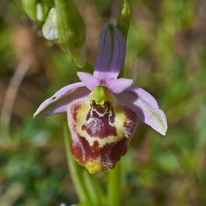 Weißglanz-Ragwurz (Ophrys candica), (c) Stefan Munzinger/NABU-naturgucker.de