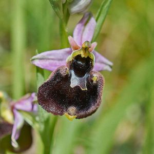 Chestermanns Ragwurz (Ophrys chestermanii), (c) Stefan Munzinger