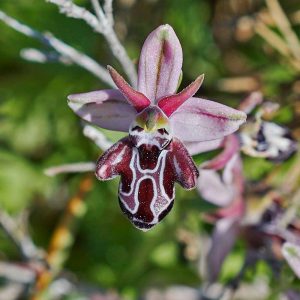 Kreta-Ragwurz var. beloniae (Ophrys cretica var. beloniae), (c) Stefan Munzinger/NABU-naturgucker.de