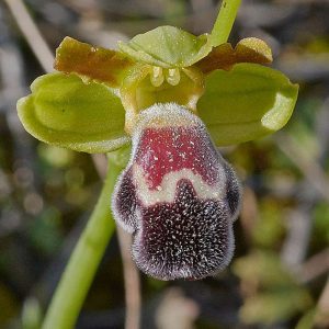 Marokkanische Ragwurz (Ophrys dyris), (c) Stefan Munzinger