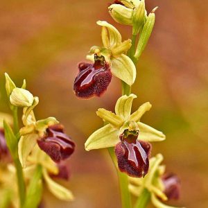 Gewöhnliche Hochgewachsene Ragwurz (Ophrys exaltata subsp. exaltata), (c) Stefan Munzinger, (c) Stefan Munzinger/NABU-naturgucker.de