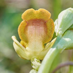 Braune Ragwurz var. lucifera (Ophrys fusca var. lucifera), (c) Stefan Munzinger