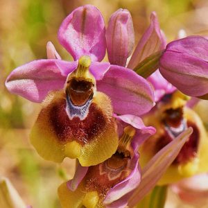 Wespen-Ragwurz var. grandiflora (Ophrys tenthredinifera var. grandiflora), (c) Stefan Munzinger, (c) Stefan Munzinger/NABU-naturgucker.de