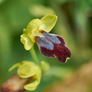 Regenbogen-Ragwurz var. eleonorae (Ophrys iricolor var. eleonorae), (c) Stefan Munzinger