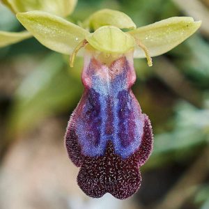 Regenbogen-Ragwurz var. iricolor (Ophrys iricolor var. iricolor), (c) Stefan Munzinger/NABU-naturgucker.de