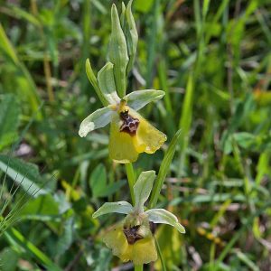 Lacaitas Ragwurz (Ophrys lacaitae), (c) Werner Gertsch