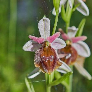 Rhodische Ragwurz (Ophrys argolica subsp. lucis), (c) Stefan Munzinger/NABU-naturgucker.de