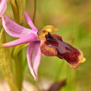 Halbmond-Ragwurz (Ophrys lunulata), (c) Stefan Munzinger, (c) Stefan Munzinger/NABU-naturgucker.de