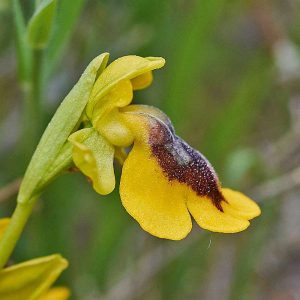 Gelbe Ragwurz var. lutea (Ophrys lutea var. lutea), (c) Stefan Munzinger