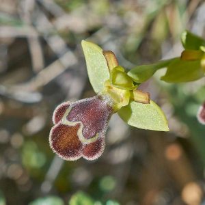 Omega-Ragwurz var. apollona (Ophrys omegaifera var. apollona), (c) Stefan Munzinger/NABU-naturgucker.de