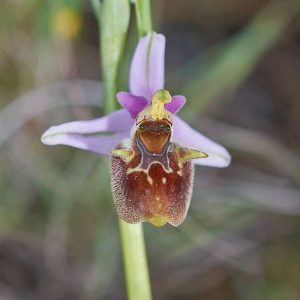 Oreas-Ragwurz (Ophrys oreas), (c) Stefan Munzinger/NABU-naturgucker.de