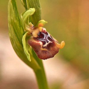 Schnabel-Ragwurz var. biancae (Ophrys oxyrrhynchos var. biancae), (c) Stefan Munzinger, (c) Stefan Munzinger/NABU-naturgucker.de